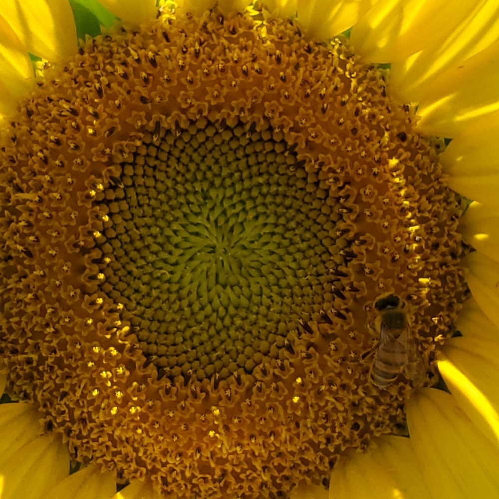 Sunflower Fields